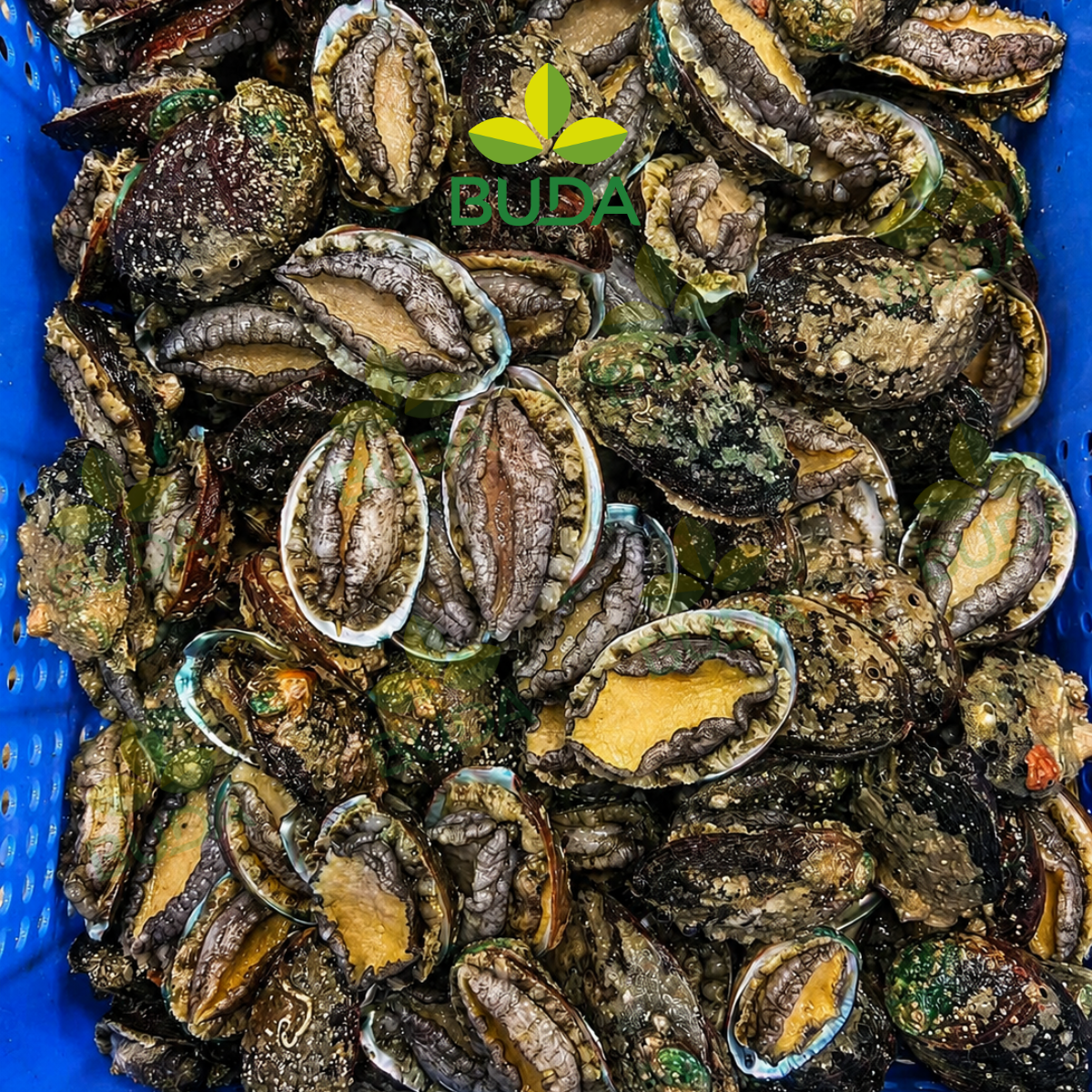 Bào Ngư 20 con/kg Nguyên Vỏ Đông Lạnh Royals Abalone 1Kg/gói NET 5.5 - Cung cấp sỉ & lẻ